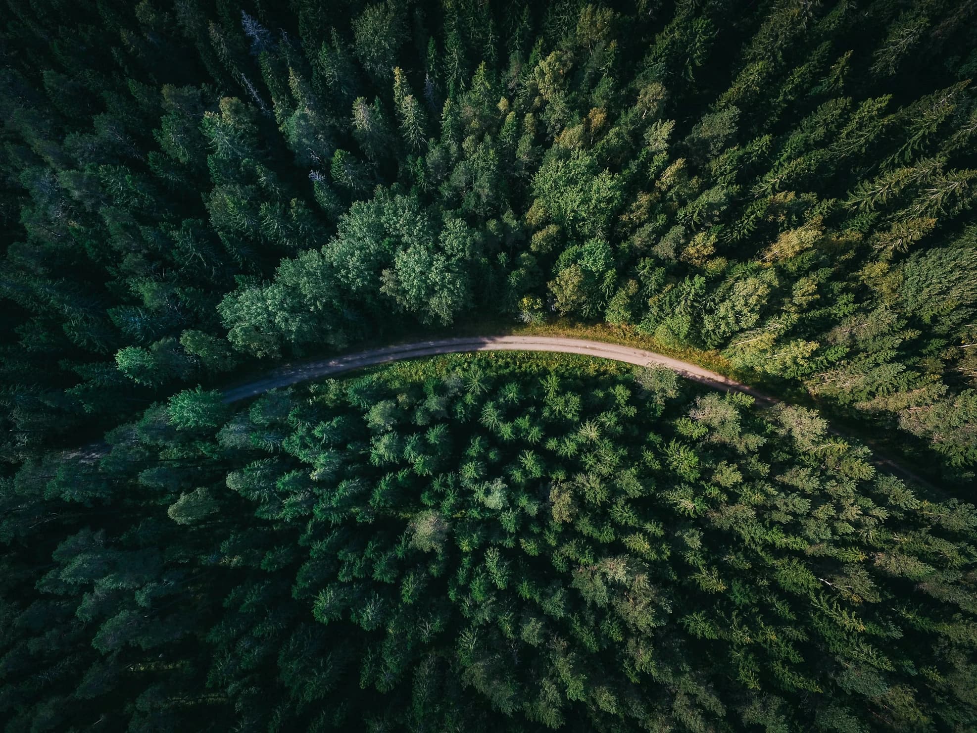 Aerial view of forest and road